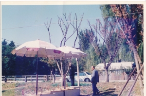 1996.10.22. 동촌유원지 고사목(도시건설위원회) 첨부파일